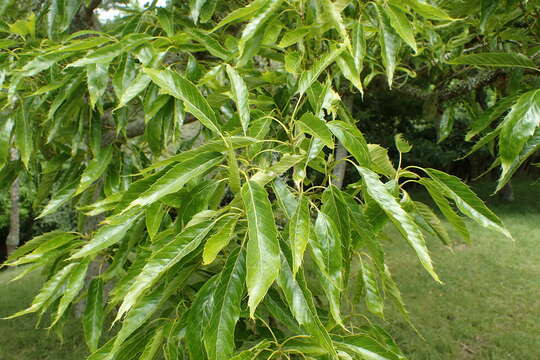 صورة Quercus chenii Nakai