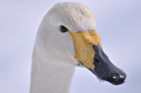 Image de Cygne chanteur