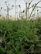 Image de Tridax procumbens L.