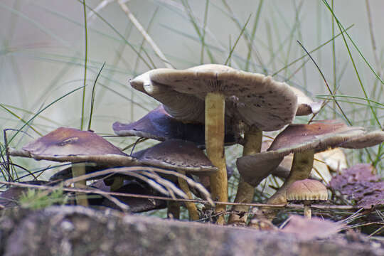 Image of Hypholoma lateritium (Schaeff.) P. Kumm. 1871