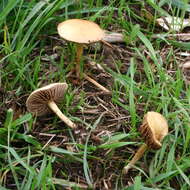 Image of common agrocybe