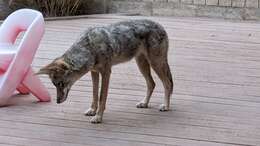 Imagem de Canis latrans ochropus Eschscholtz 1829