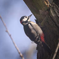 Image of Great Spotted Woodpecker