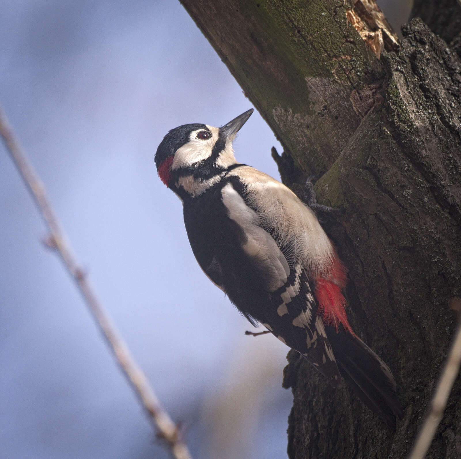 Image of Great Spotted Woodpecker