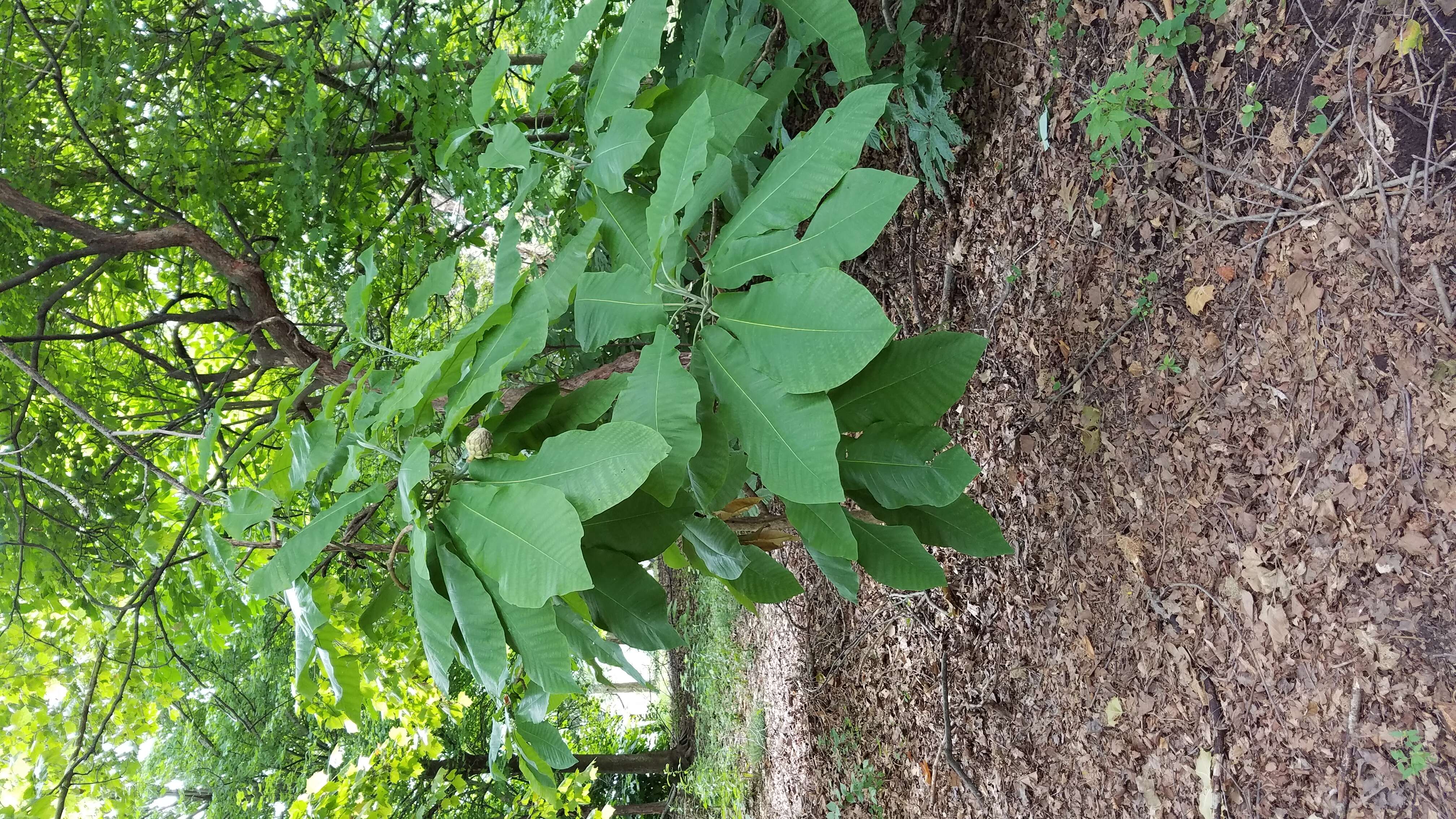 大叶木兰的圖片