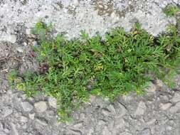 Image of Lesser swine-cress