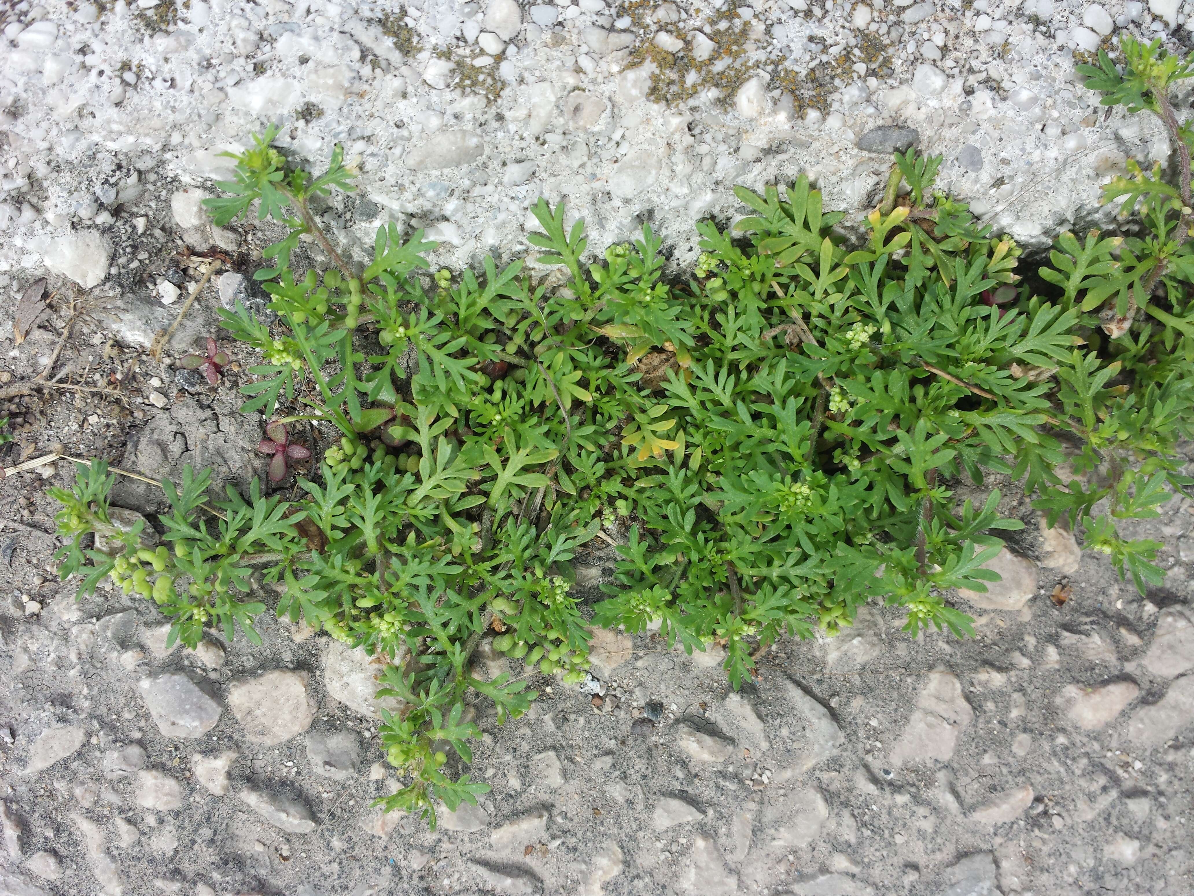 Image of Lesser swine-cress