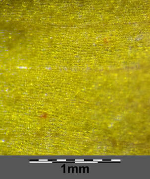 Слика од Lysimachia punctata L.
