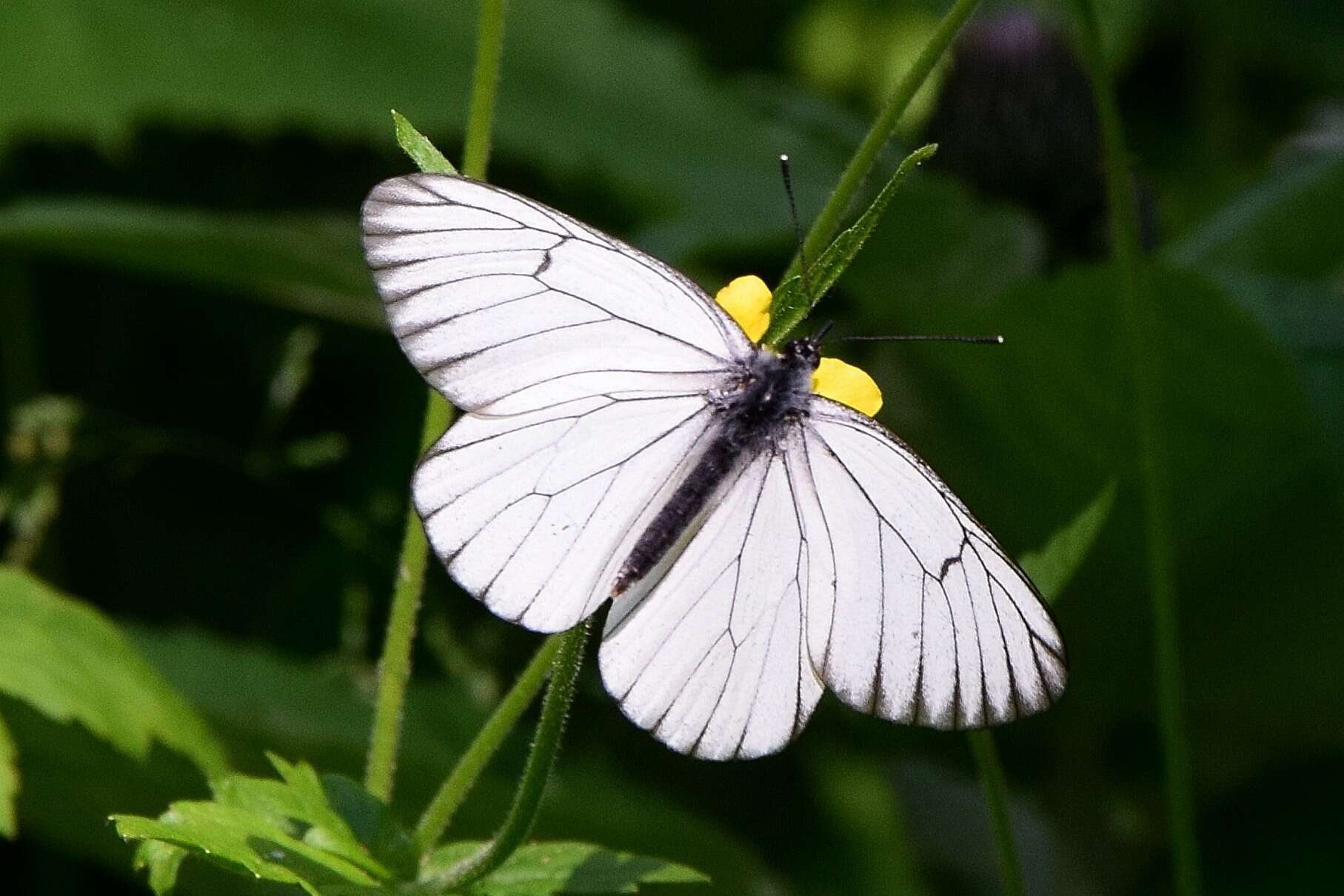 Image of Black-veined White