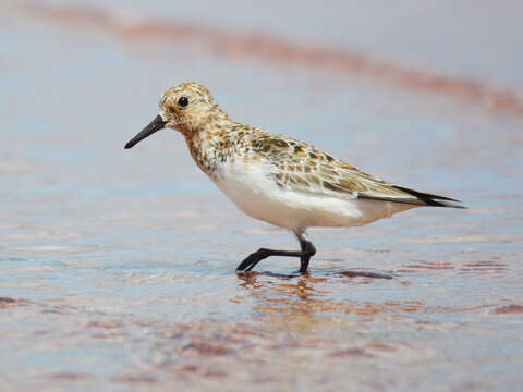 Image of Sanderling