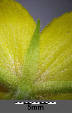 Слика од Lysimachia punctata L.