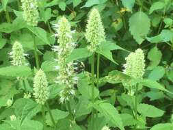 Imagem de Agastache foeniculum (Pursh) Kuntze