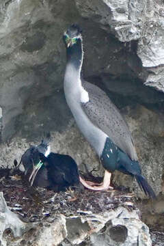 Image of Spotted Shag