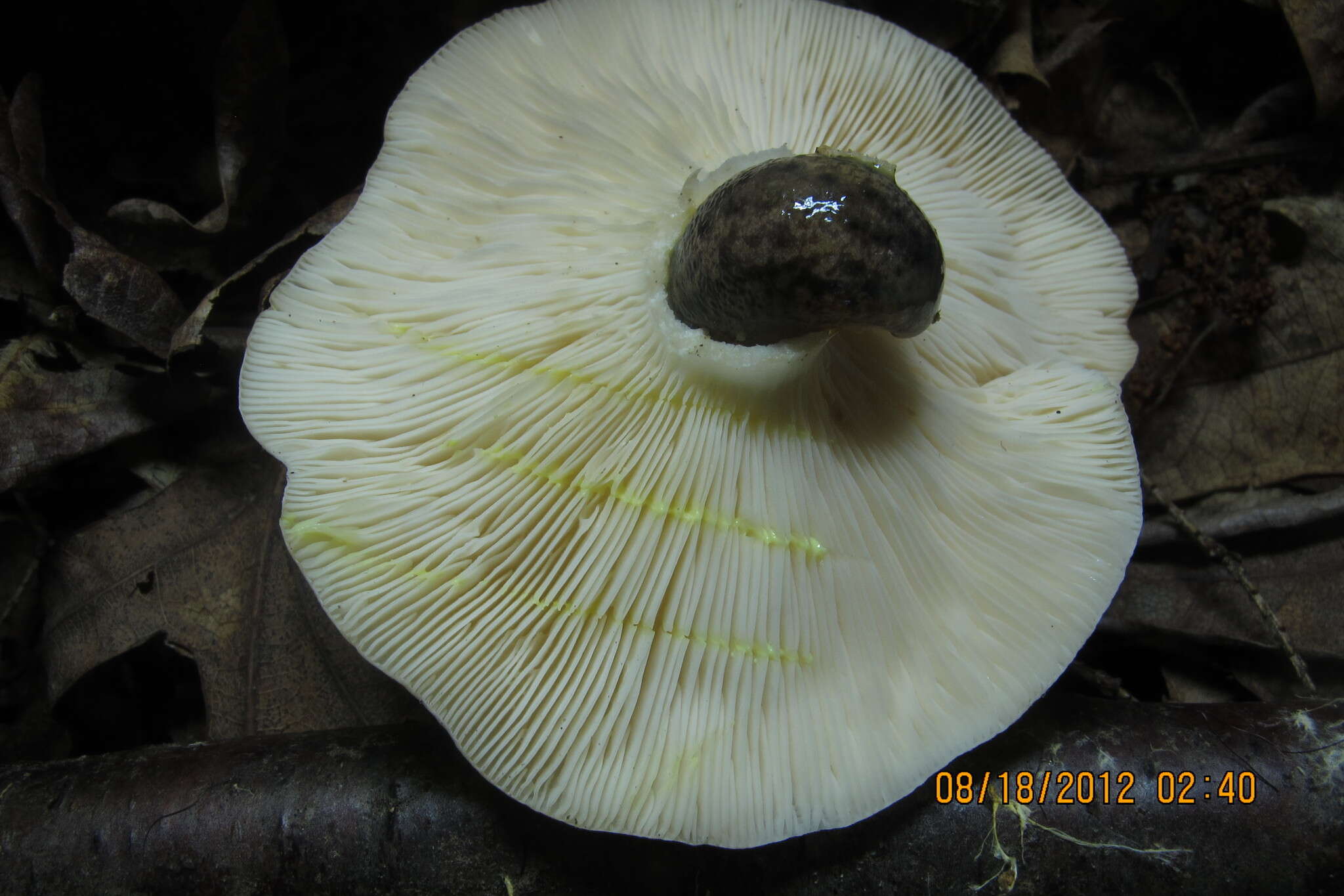 Image of Lactarius chrysorrheus Fr. 1838