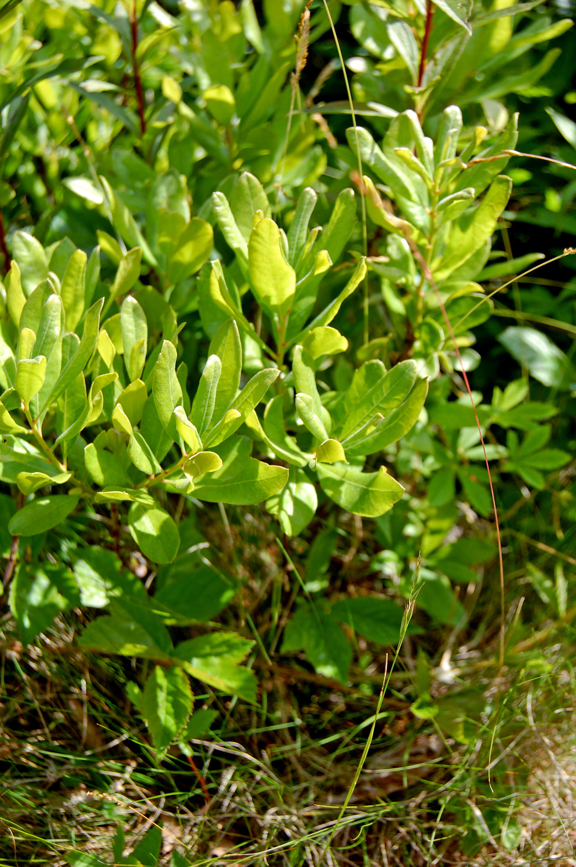 Image of Evergreen Bayberry