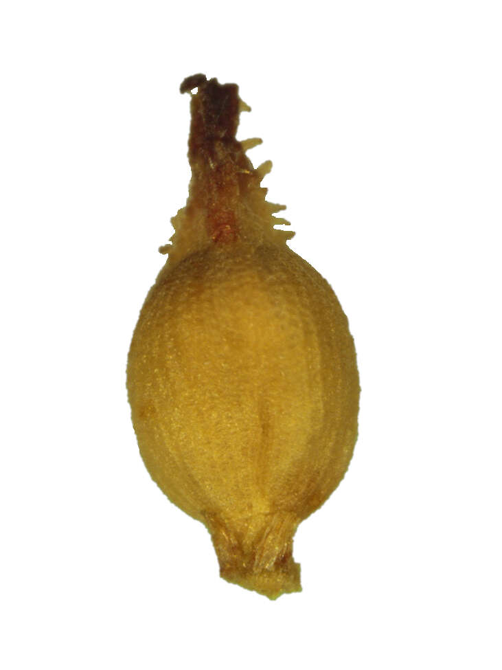 Image of bog-rush