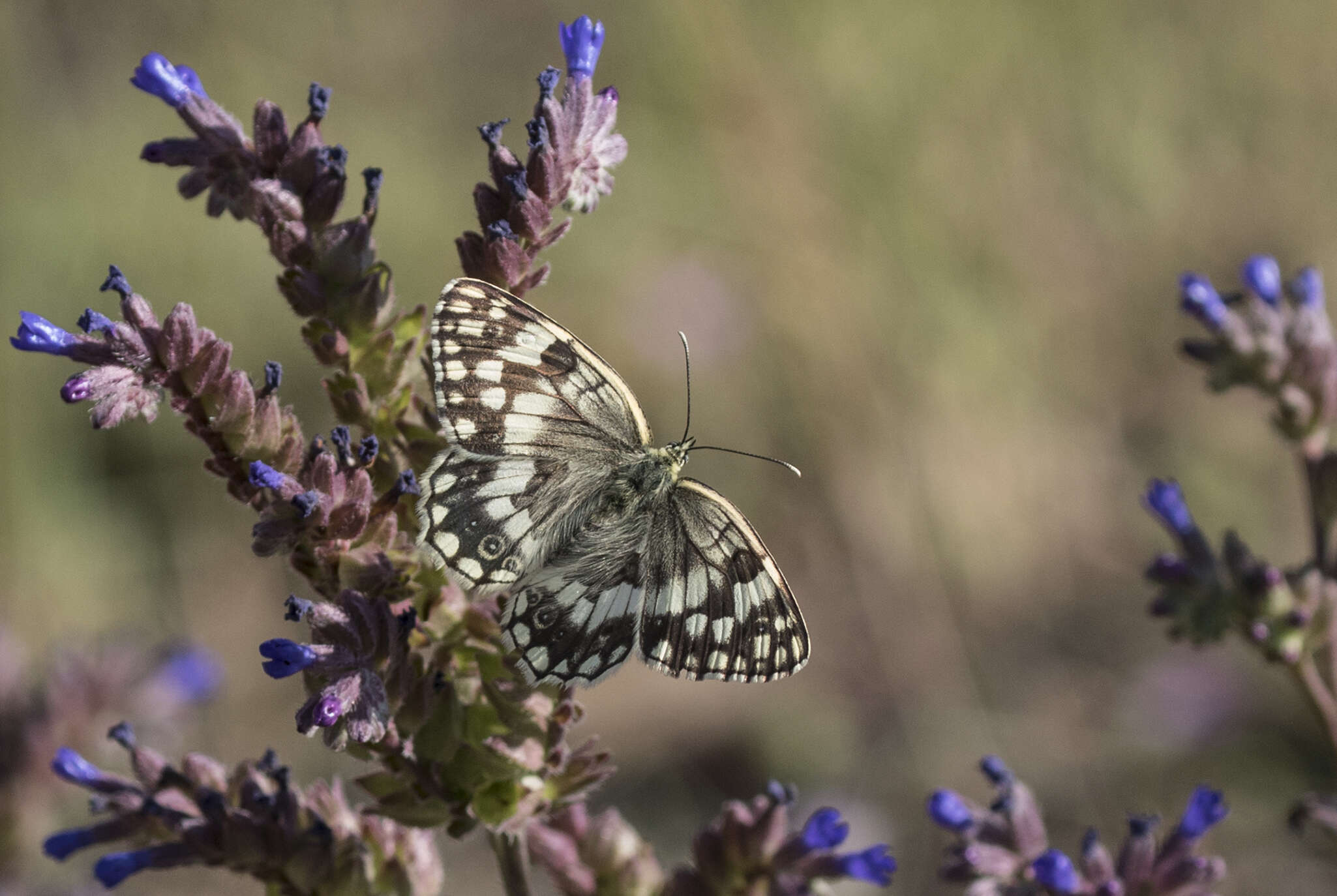 Image of Melanargia larissa Hübner 1827