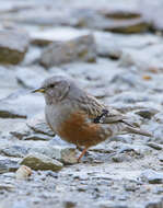 Image of Alpine Accentor