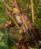 Image of Common Field Grasshopper