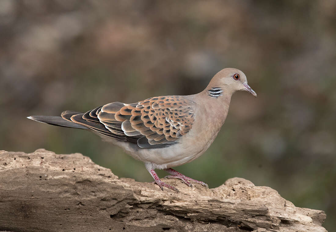 Image of Oriental Turtle Dove