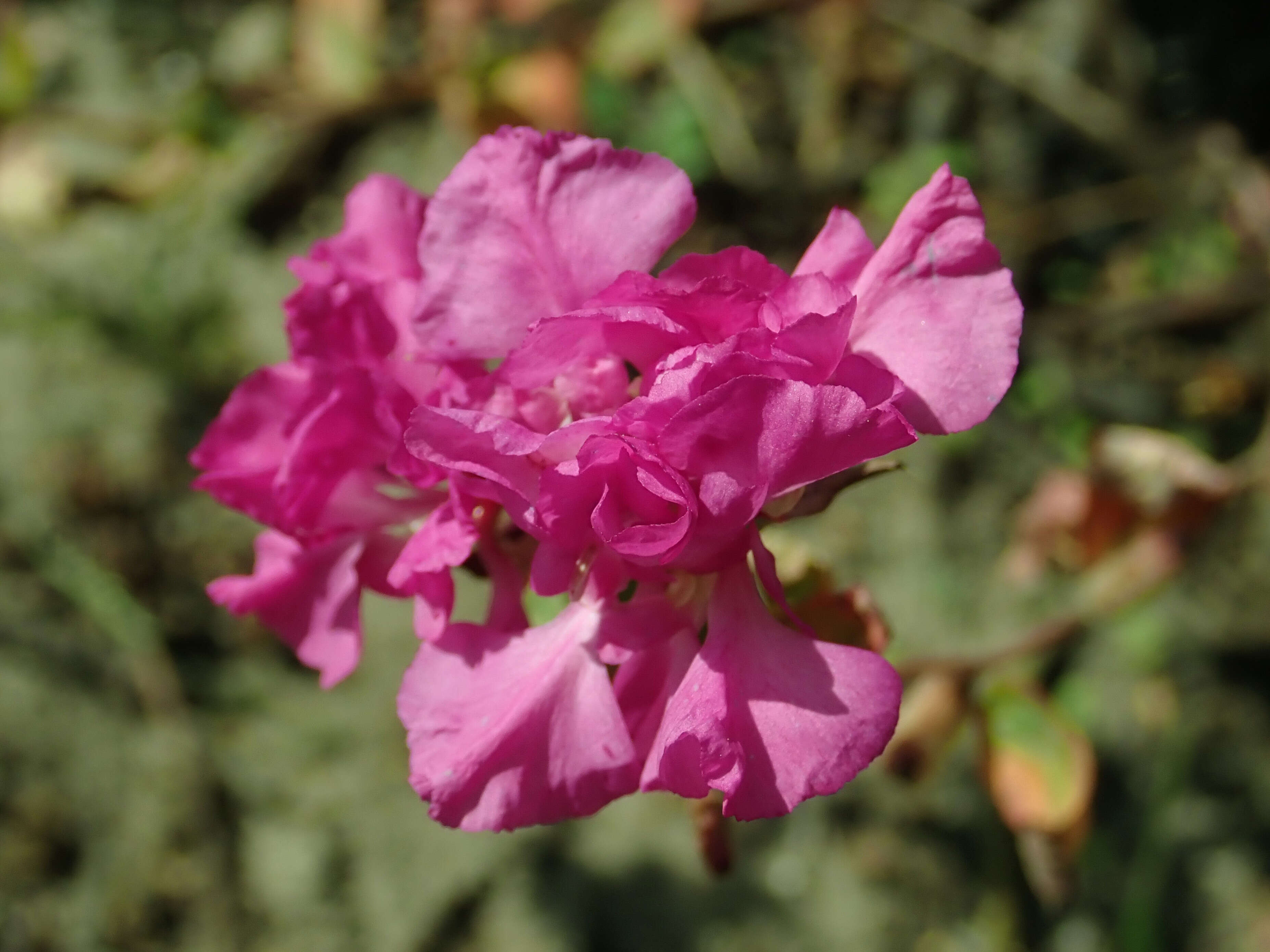 Image of elegant clarkia