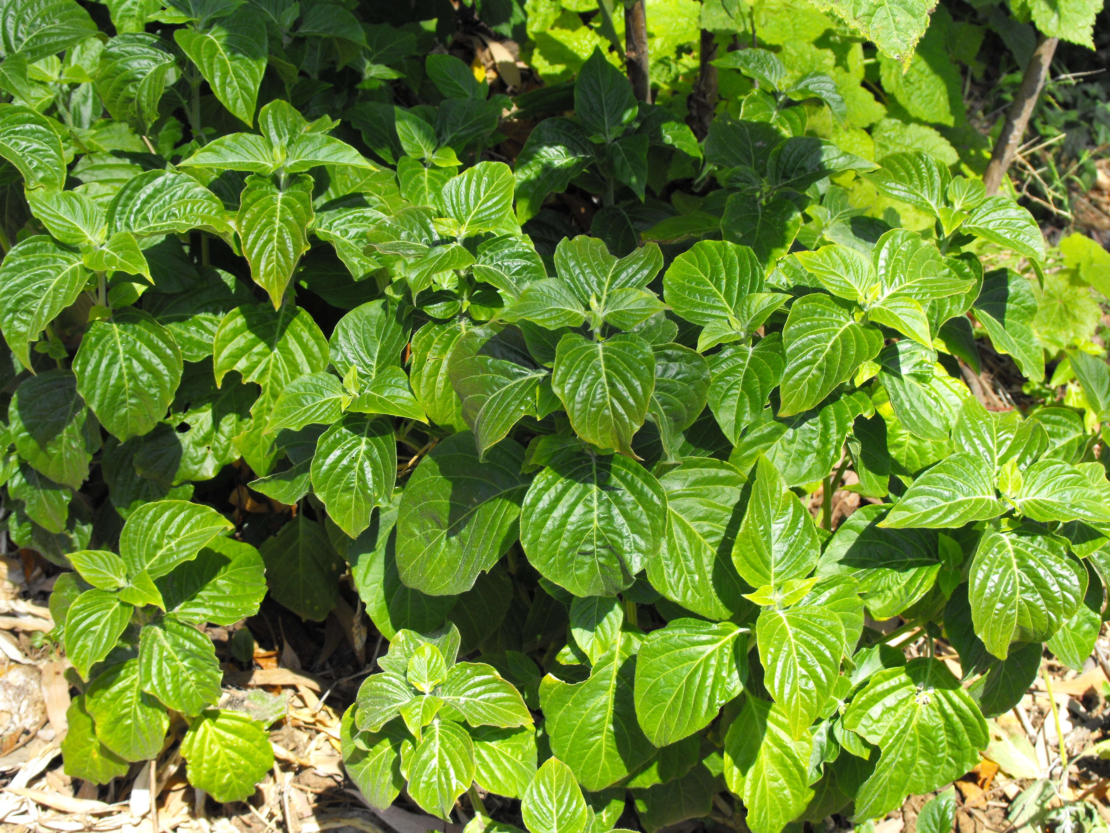 Слика од Plectranthus zuluensis T. Cooke