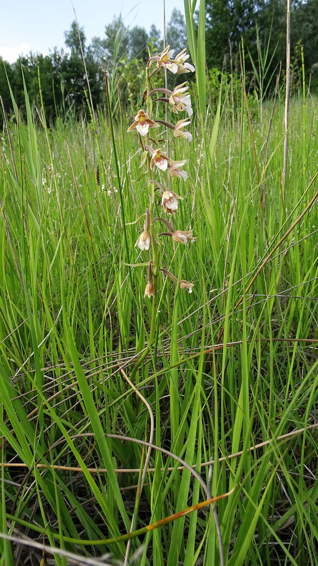 Imagem de Epipactis palustris (L.) Crantz