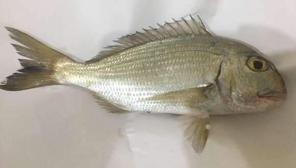 Image of Grey Bream