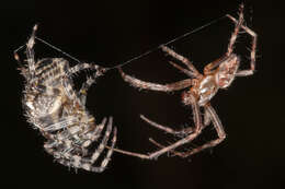 Image of Garden spider