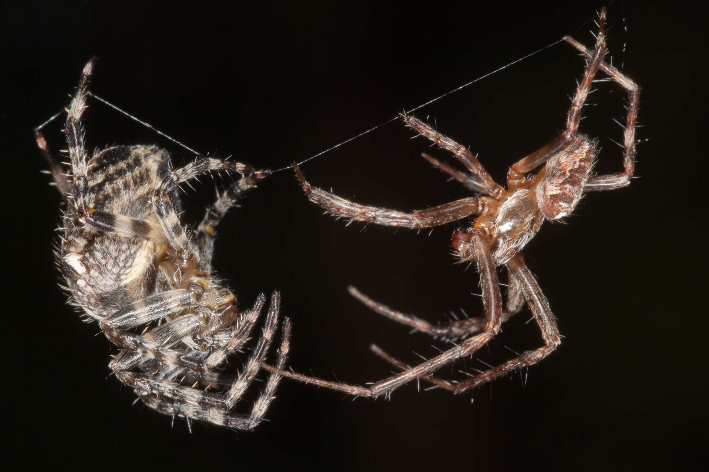 Image of Garden spider