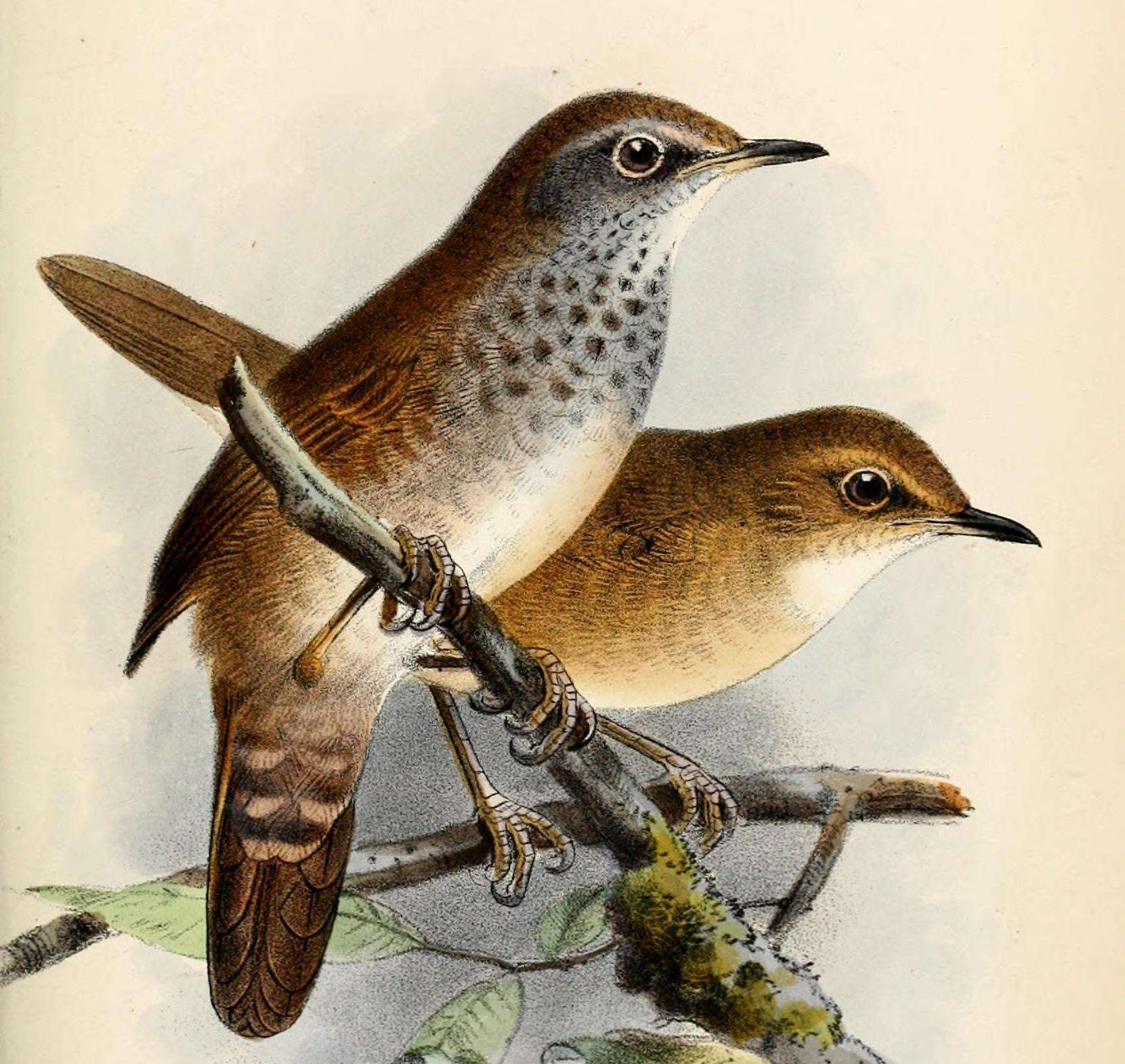 Image of Spotted Bush Warbler