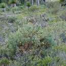 Image of Banksia recurvistylis K. R. Thiele