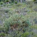 Plancia ëd Banksia recurvistylis K. R. Thiele