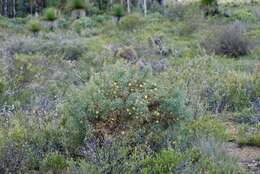 Image of Banksia recurvistylis K. R. Thiele