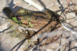 Image of Green Frog