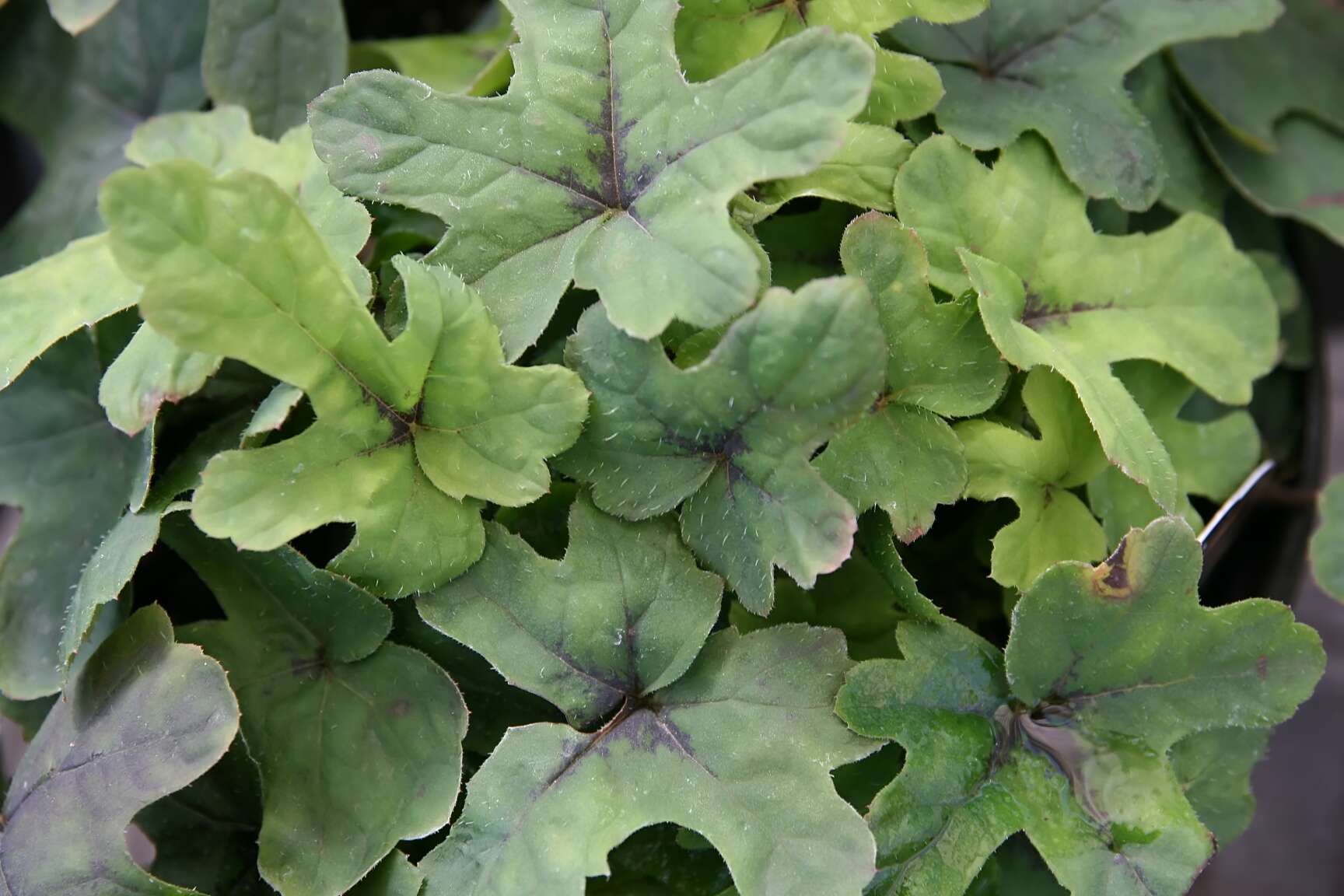 Image of Tiarella