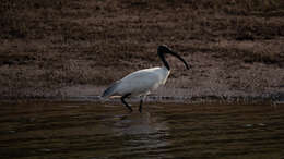 Image of Black-headed Ibis