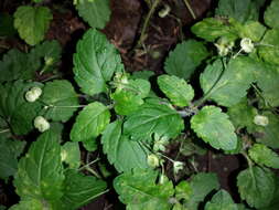 Image of Wood speedwell