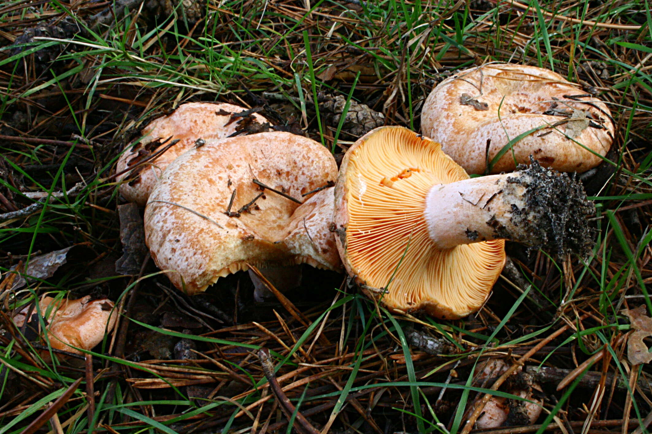 Image of Red Pine Mushroom