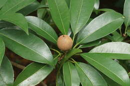 Image of sapodilla