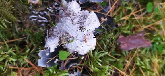 Image of felt lichen