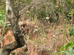 Image of Butternut Pumpkin