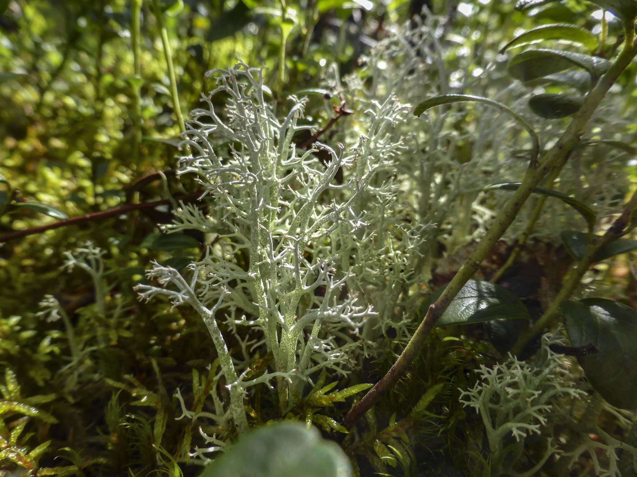 Image of Reindeer lichen