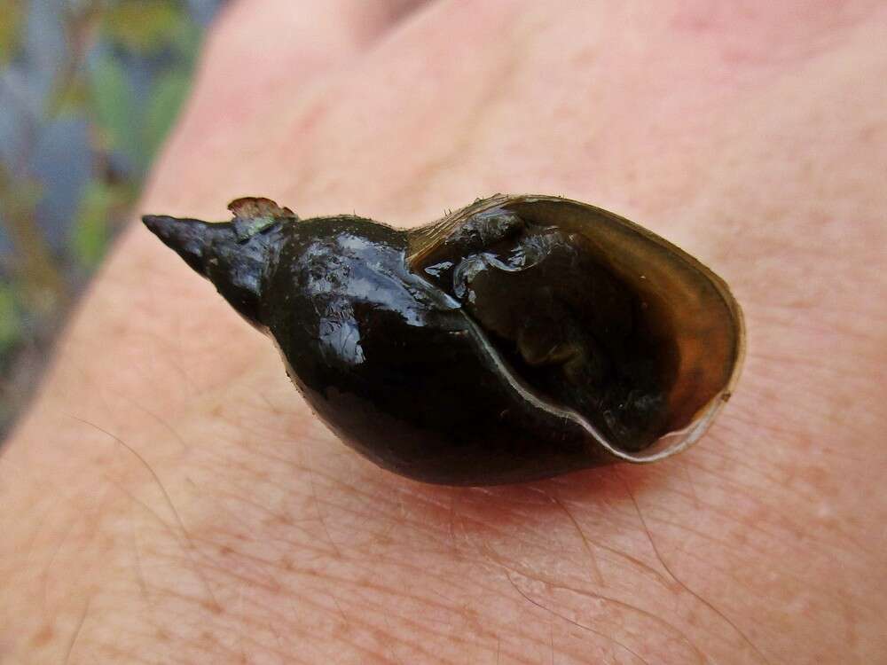 Image of Great Pond Snail