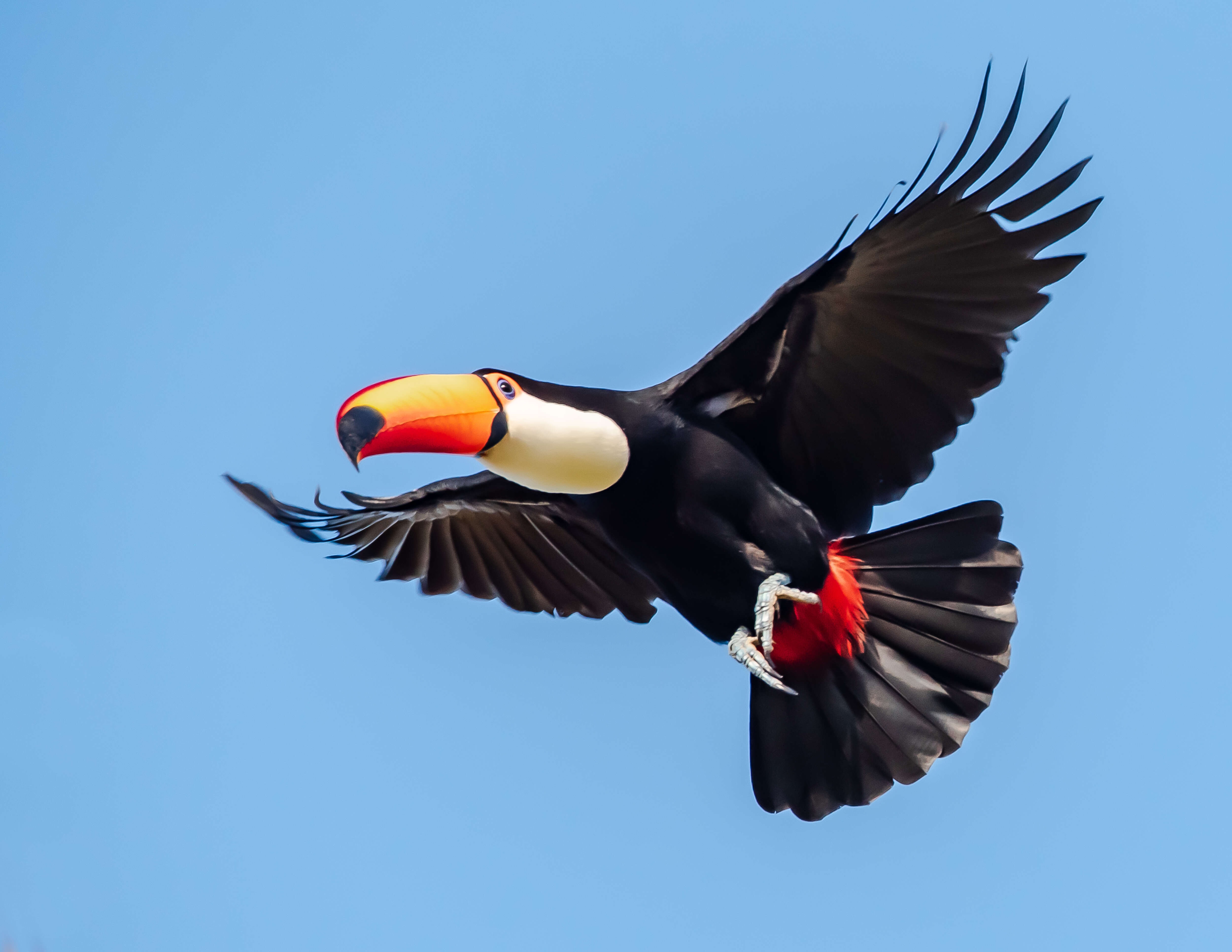 Image of Toco Toucan