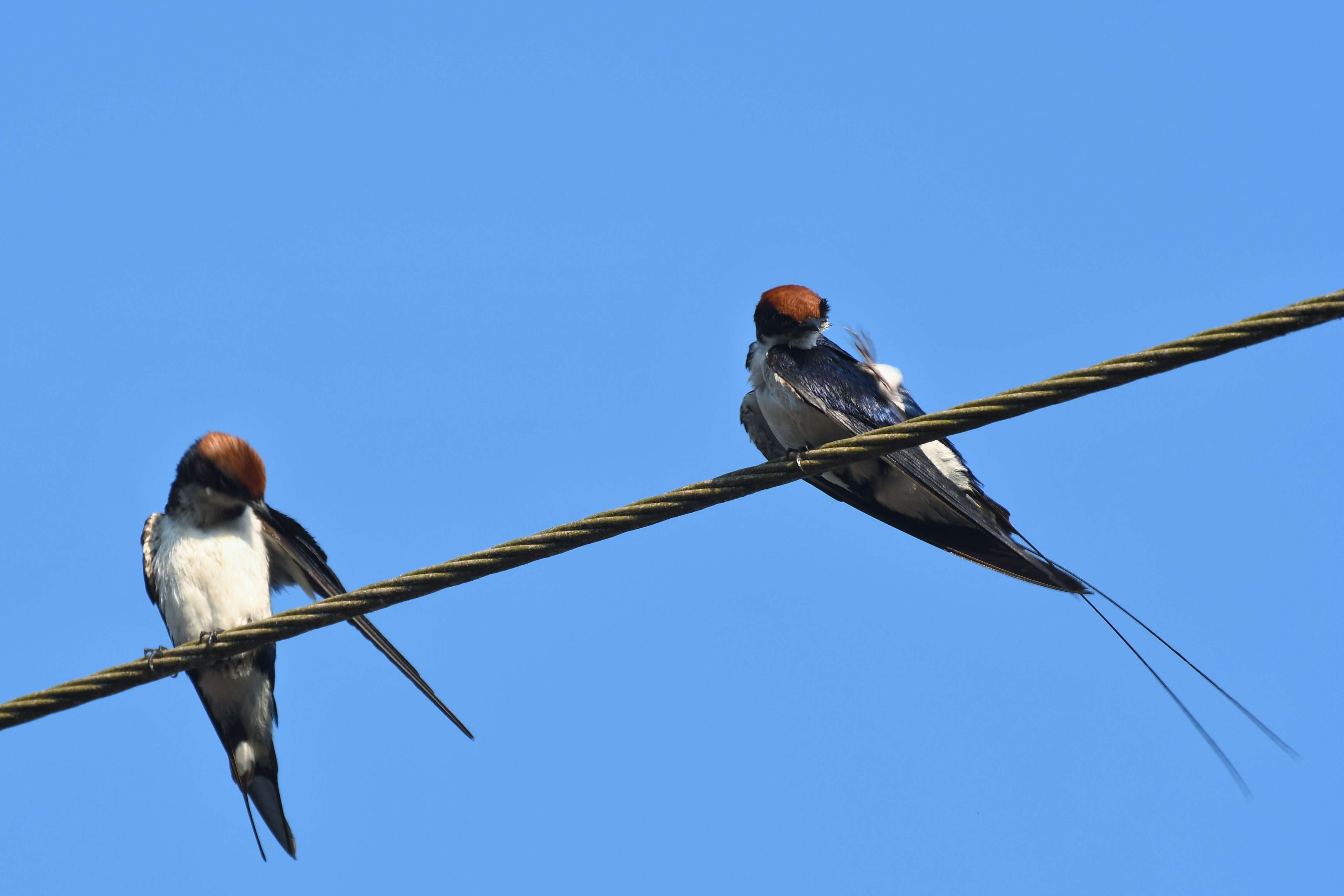 Image of Wire-tailed Swallow