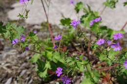 Image of hedgerow geranium