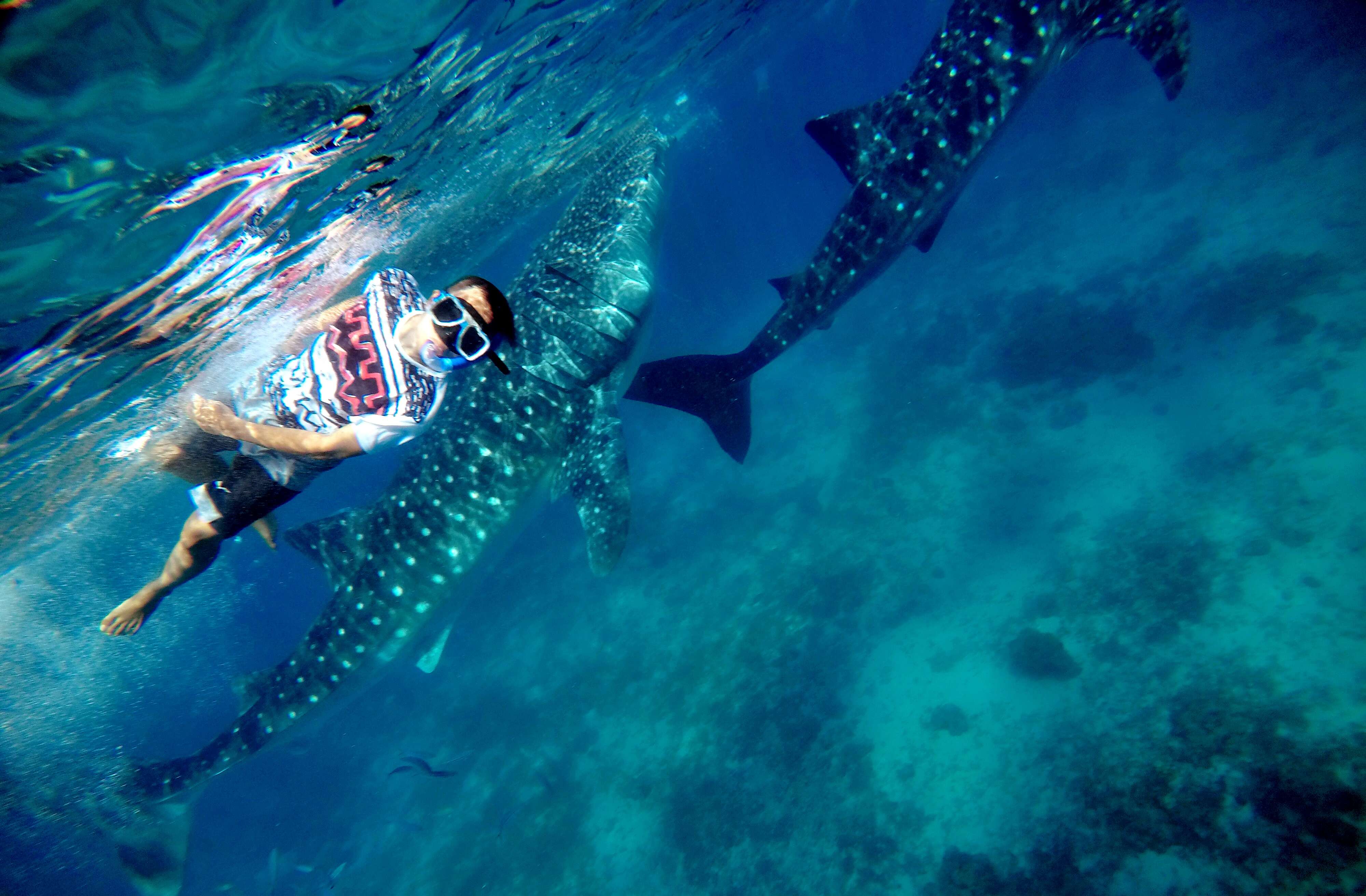 Image of whale sharks