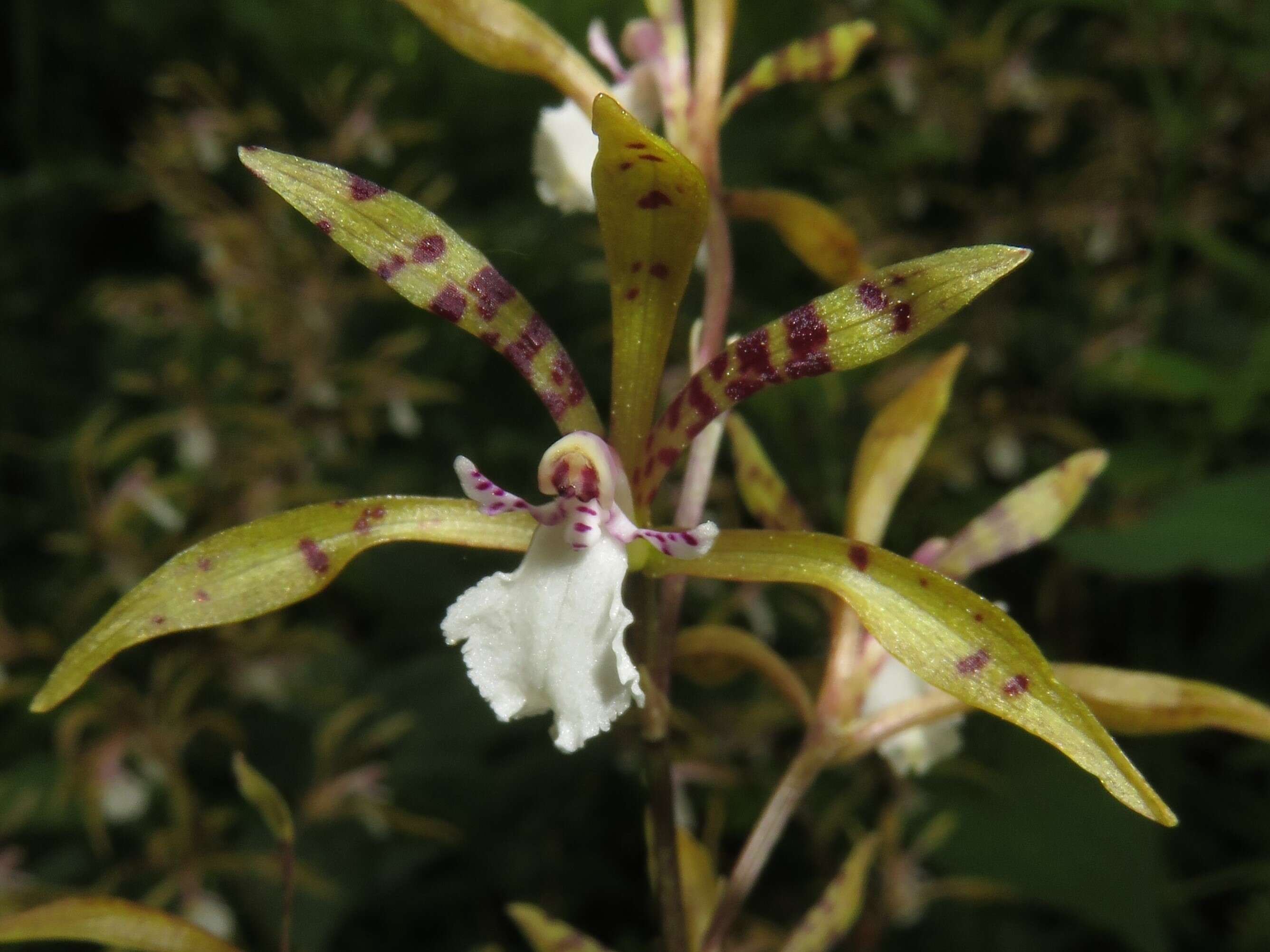 Image of Handle orchids