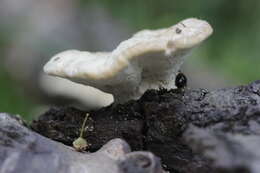 Trametes hirsuta (Wulfen) Lloyd 1924 resmi